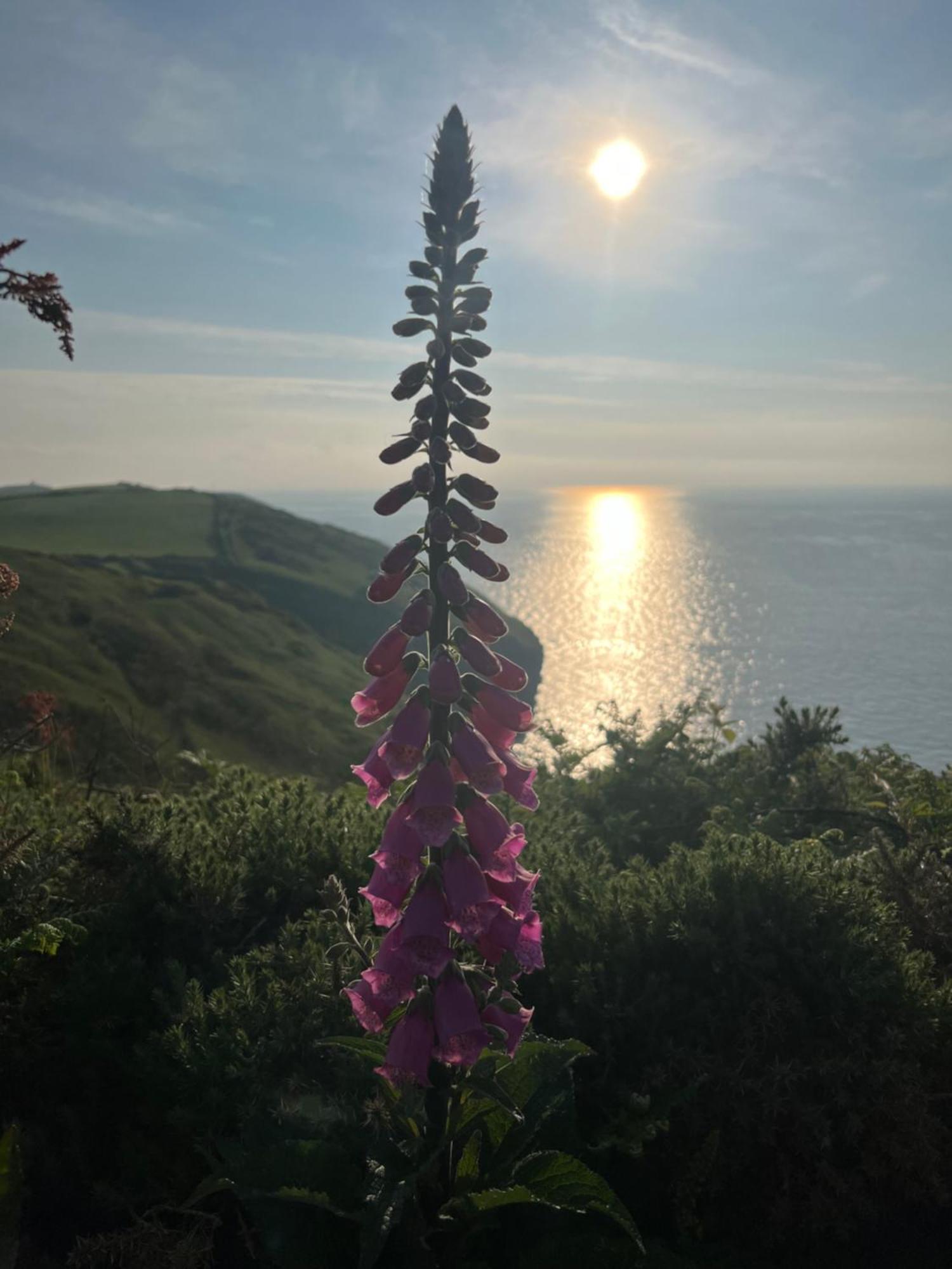 Pine Cottage Boscastle Esterno foto