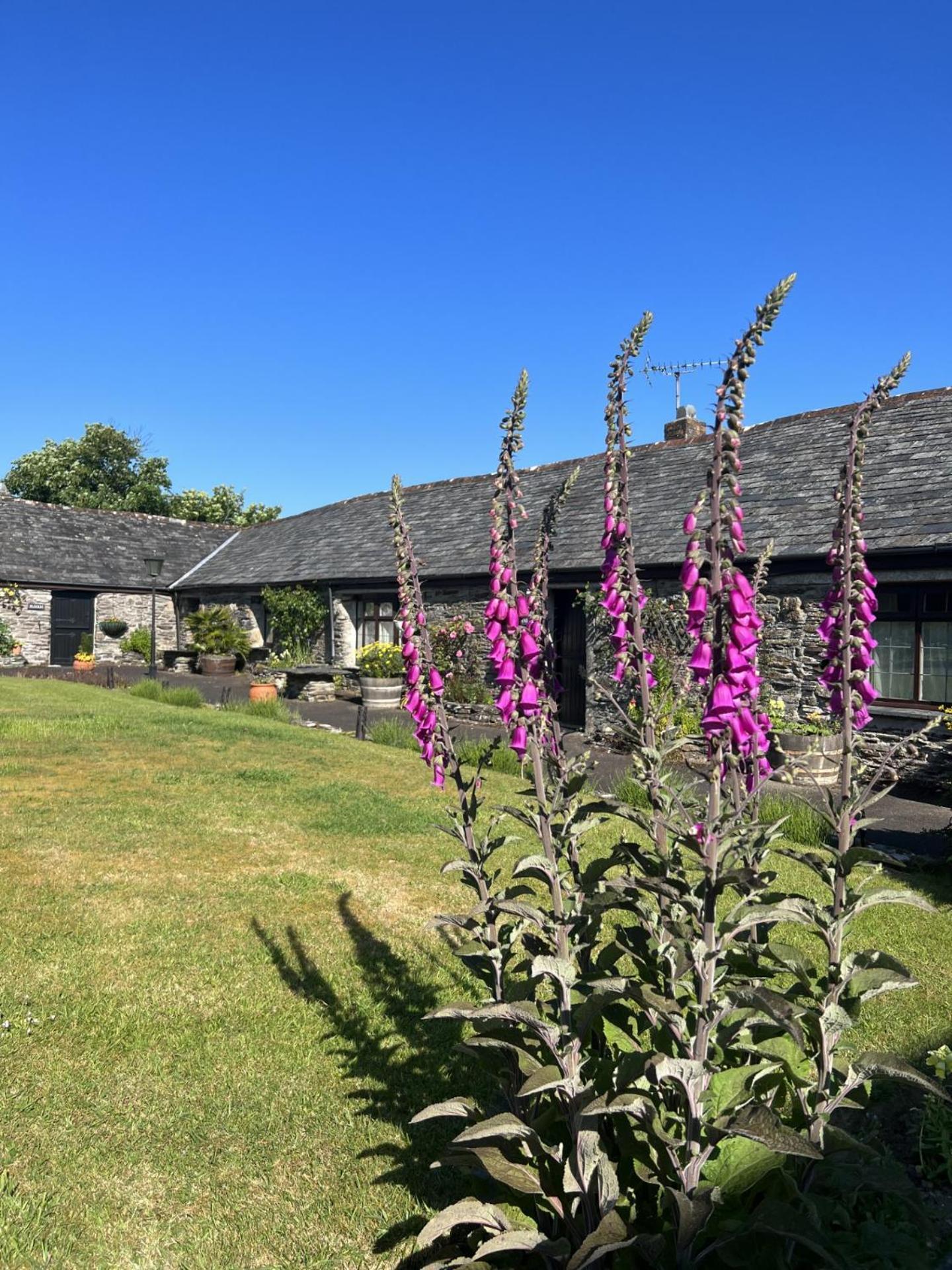 Pine Cottage Boscastle Esterno foto